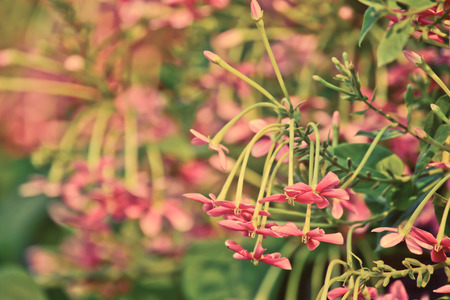 Rangoon creeper (Quisqualis indica) in summer time with vintage filterの写真素材