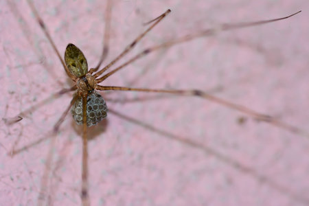 macro of spider