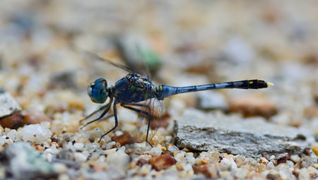 macro of blue dragonfly  Coenagrionidae  standing on gravel ; selective focus at eyes  with blur...