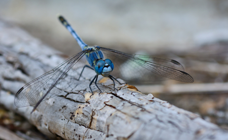 macro of blue dragonfly  Coenagrionidae  standing on a stick ; with soft focus and blur backgroundの写真素材