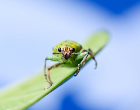macro of green weevil hanging on green leaf  with white  blur blackground ; selective focus at eyeの写真素材
