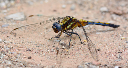 macro of blue yellow dragonfly standing on ground ; selective focus at eyes  with blur backgroundの写真素材