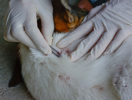 Closeup of  human hands use  silver  pliers  to search and remove  dog tick in the furの写真素材
