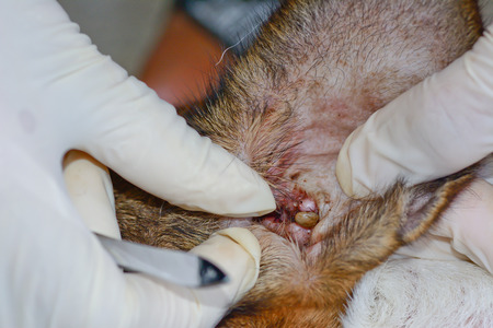 closeup of an  adult  tick hiding  in   dog earの写真素材