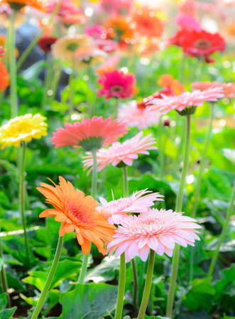 Many  colorful gerbear flowers on a meadow with soft filter.の写真素材