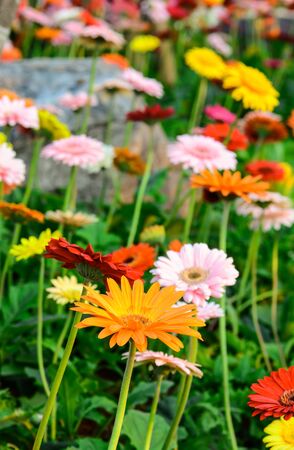 Many  colorful flowers on a meadow.の写真素材