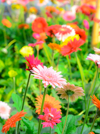 Many  colorful gerbear flowers on a meadow with soft filter.の写真素材