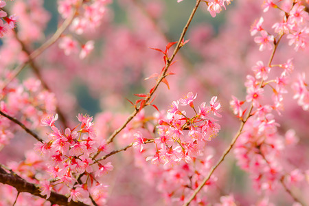 Wild Himalayan Cherry ( Thailand sakura ) with soft filter.の写真素材