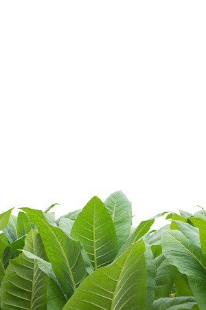 Green tobacco field, Tobacco plantation ; on  white background.の写真素材
