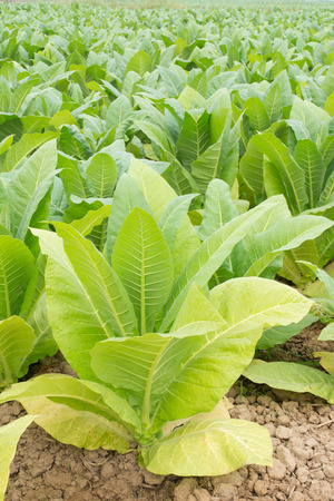 Green tobacco field,Tabacco platation.の写真素材