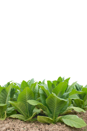 Green tobacco field, Tobacco plantation ; on  white background.の写真素材