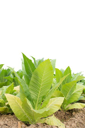 Green tobacco field, Tobacco plantation ; on  white background.の写真素材
