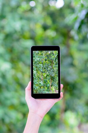 Hand with a smart phone taking photo of green trees.Concept of environtment and technology.の写真素材