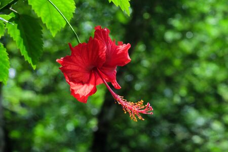 Red Chabaの写真素材