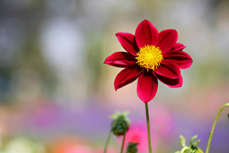 Red Daisyの写真素材