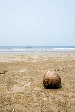 Coconut on the beach