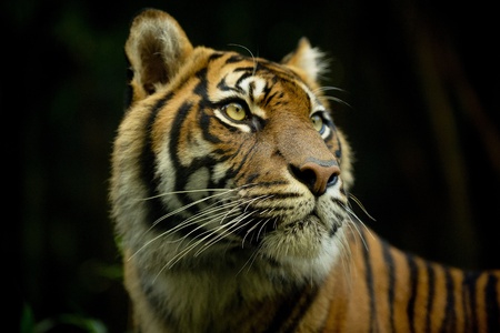 Close up portrait of a tigers faceの写真素材