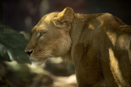 Beautiful lioness stroll in later afternoonのeditorial素材