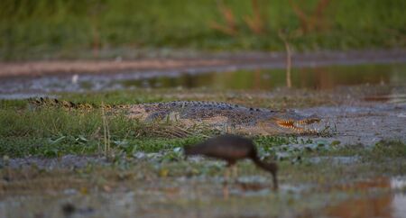 Large crocodile rests on the river bankの写真素材