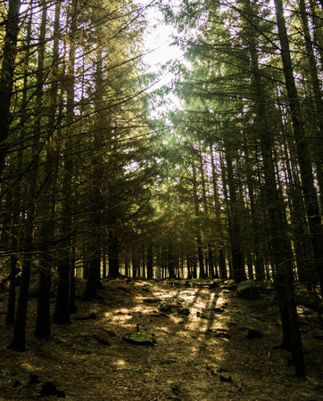 Open Woods