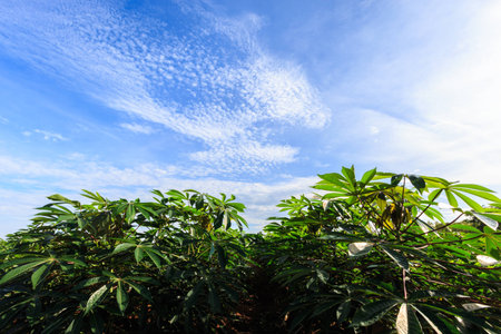 most cassava green on the day the sky is clearの写真素材