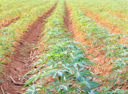 Long rows of green growing cassavaの写真素材