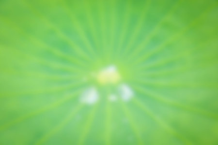 clear blurred green backgroundの写真素材