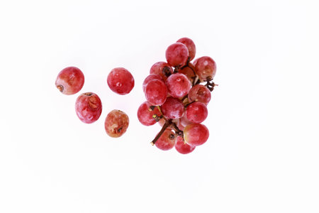 rotten grapes from a vineyard-toxix but not thorough care benefit consumers in the long shoot on a white backgroundの写真素材
