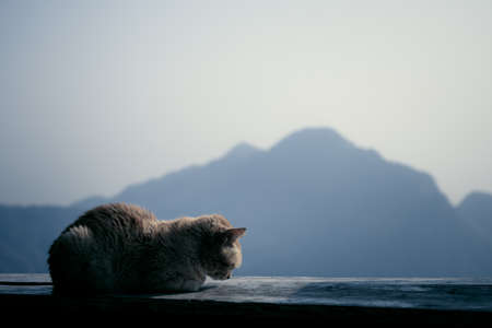 cat sleeping winter curl up on wooden balcony and mountain background with copy space. and dramatic...