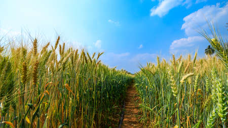 landscape view barely demonstration plot wide angle view shot and blue sky background at chiang mai...