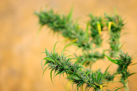 Marijuana or Cannabis Flowers close up and selective focusの写真素材