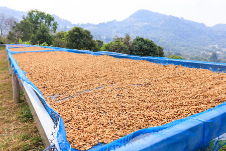 selective focus, good quality coffee beans, coffee drying honey process on shelf natural sunlight plantation at factory community north of Chiang Rai Thailand,の写真素材