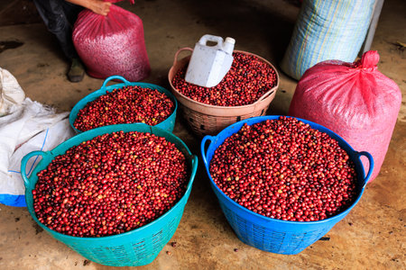 Fresh good quality organic raw cherry coffee beans in blue basket  at factory industry community north of chiang rai Thailand,の写真素材