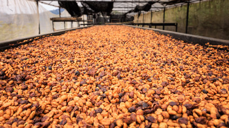 close up selective focus, good quality coffee beans, coffee drying honey process on shelf natural...