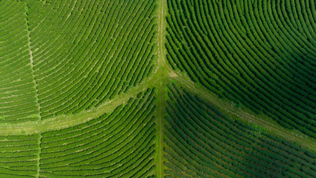 agricultural area of green tea plantation on the mountain north of chiang rai thailand aerial view photography from droneの写真素材