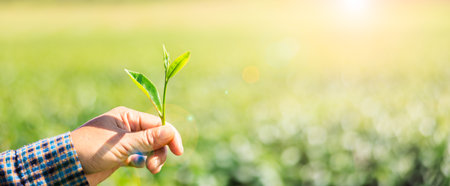 female farmer shows fresh green tea leavs in her hand and tea plantation bokeh background with over lens flare light process, close up  selective focus on hand and copy space for web banners,の写真素材