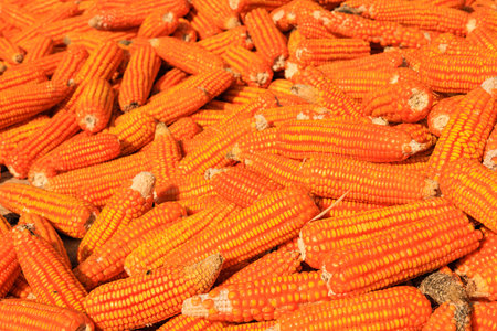 full frame top view Raw dried corn pods or corn kernels drying in the sun light on the ground. close...
