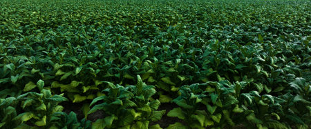 Agricultural tobacco green leaves and texture plantation farmland. aerial photograph drone point of view.の写真素材