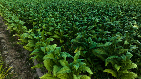 Agricultural tobacco green leaves and texture plantation farmland. aerial photograph drone point of view.の写真素材