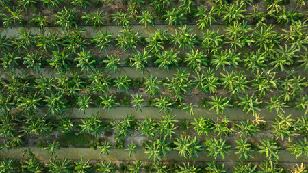 aerial top view of banana and coconat trees in a row plantation photography from drone.の写真素材