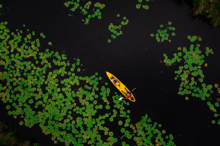 aerial top view of man paddling kayaking in the green leave lotus and over black lake at rayong botanical garden in thailandの写真素材