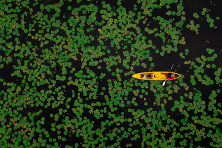 aerial top view of man paddling kayaking in the green leave lotus and over black lake at rayong botanical garden in thailandの写真素材