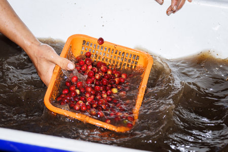 farmer washes red raw coffee beans with water system,の写真素材