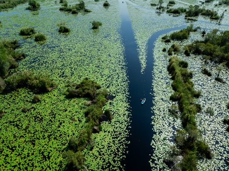 tourist kayaking to see nature of lotus swamp at Rayong botanic garden, aerial drone point of view.の写真素材