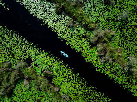 tourist kayaking to see nature of lotus swamp at Rayong botanic garden, aerial drone point of view.の写真素材
