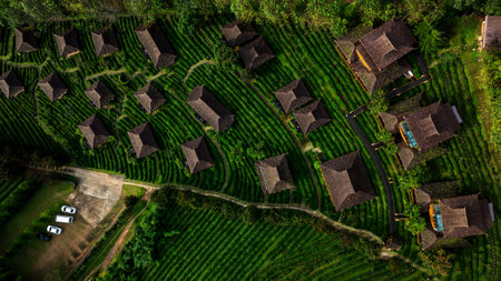 aerial top view Earthen buildings and  green tea plantations at Ban Rak Thai Village, Mae Hong Son province Northern Thailand.の写真素材