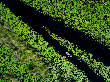 tourist kayaking to see nature of lotus swamp at Rayong botanic garden, aerial drone point of view.の写真素材