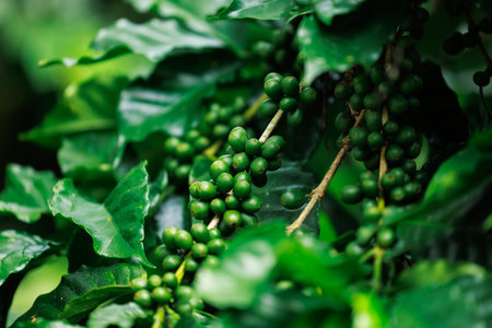 close up to soft focus of green raw Arabica coffee on coffee Plant in the big forest, at chiang mai thailand, in the rain season, 100% organic coffee that awakens with the forest and nature.の写真素材