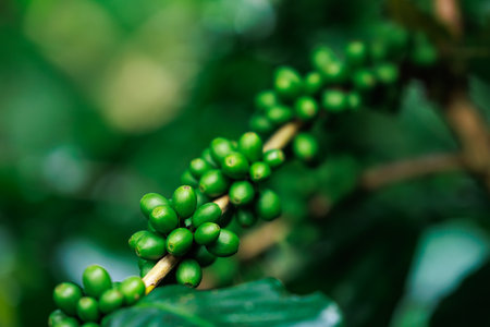 close up to soft focus of green raw Arabica coffee on coffee Plant in the big forest, at chiang mai thailand, in the rain season, 100% organic coffee that awakens with the forest and nature.の写真素材