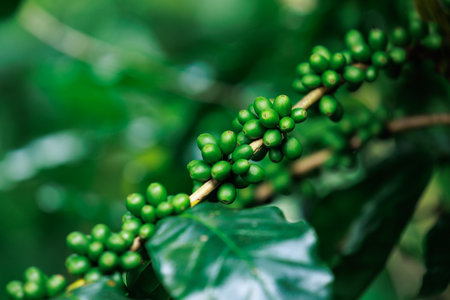 close up to soft focus of green raw Arabica coffee on coffee Plant in the big forest, at chiang mai thailand, in the rain season, 100% organic coffee that awakens with the forest and nature.の写真素材